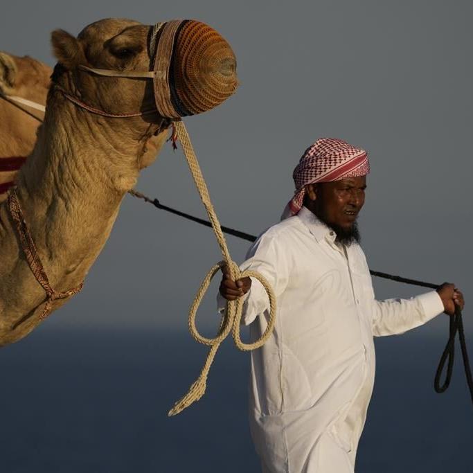 World Cup frenzy puts strain on Qatar's camels